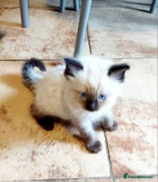 Ragdoll cats - Advert 4