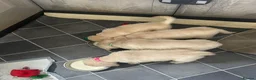 Golden Retriever dogs for sale: ⭐️ 4 beautiful puppies looking for forever homes⭐️ - Advert 21