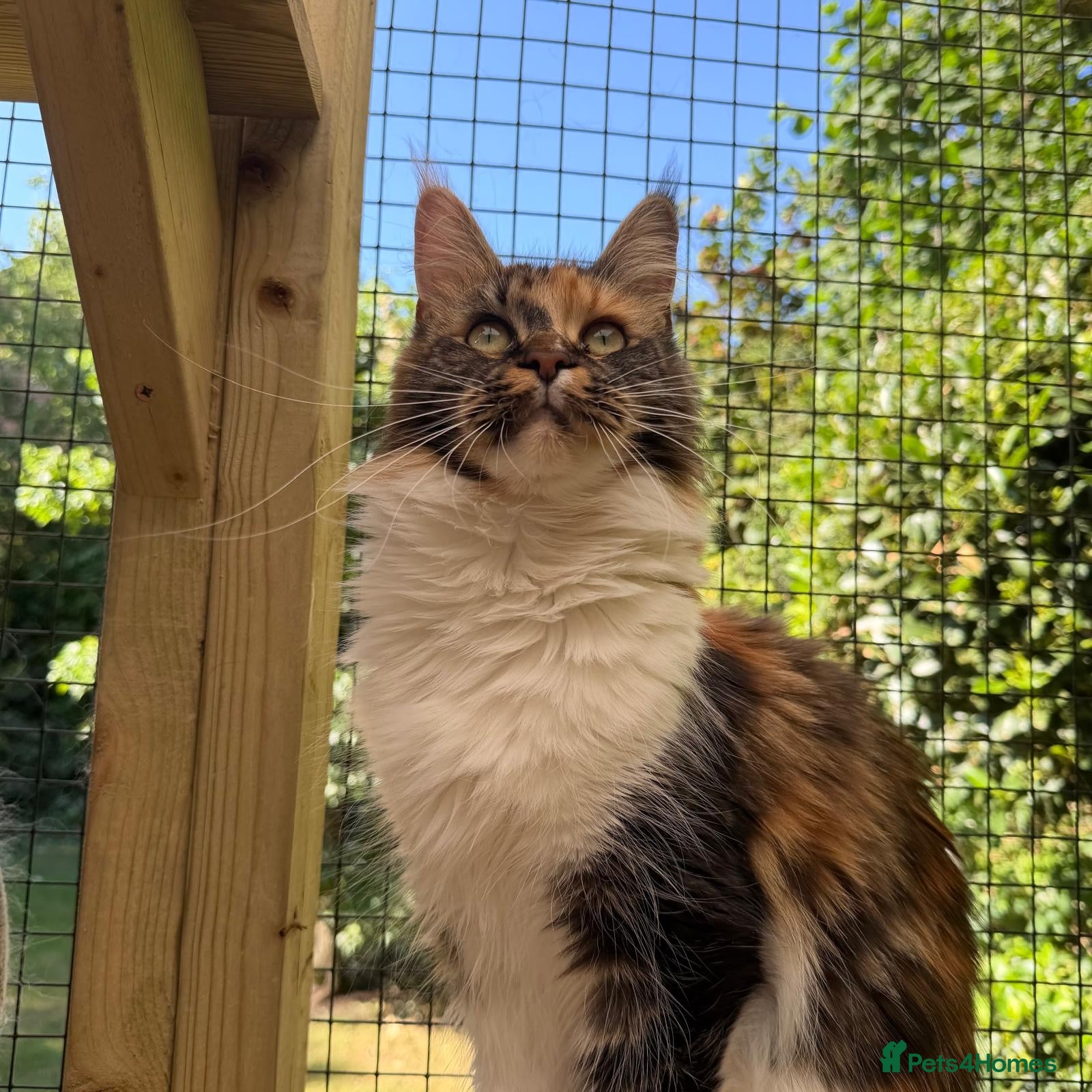 Maine Coon cats Rare Beautiful Torti Female Maine Coon  - Advert 3