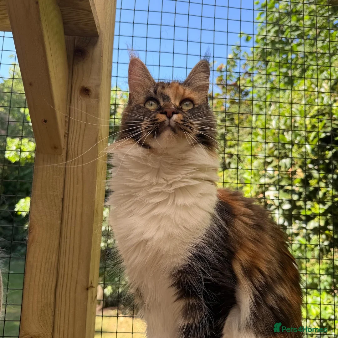 Maine Coon cats for sale: Rare Beautiful Torti Female Maine Coon  - Advert 1