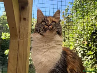 Maine Coon cats Rare Beautiful Torti Female Maine Coon - Advert 3