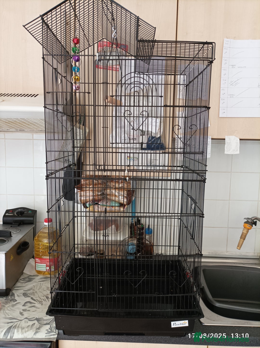 Finches birds for sale: Tall Finch Cage with group of zebra finches - Image 1