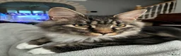 Maine Coon cats for sale: Only 1 boy left -sold !!! - Advert 3