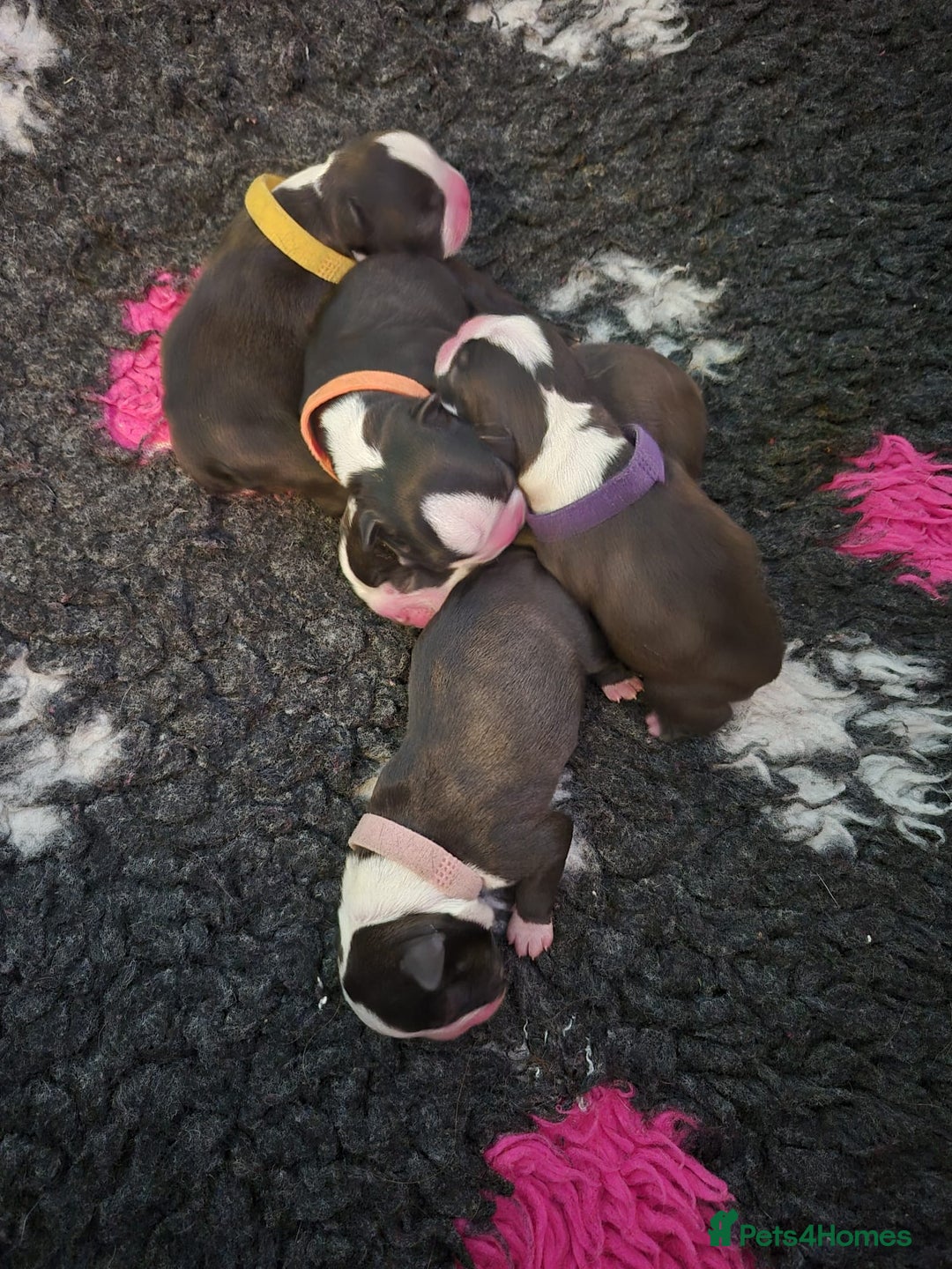 Boston Terrier dogs for sale: Stunning true to type wildax litter - Image 14