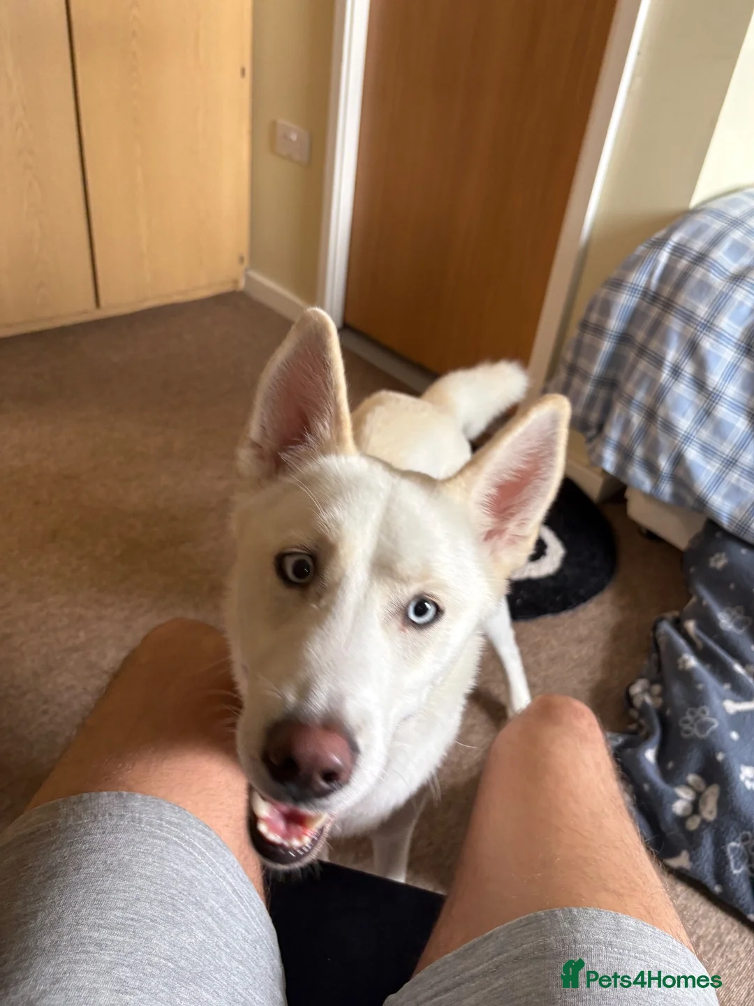 Siberian Husky dogs for sale: Blue  in Tidworth - Advert 2