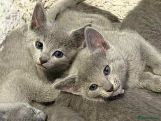 Russian Blue cats Russian blue TICA registered kittens - Advert 1