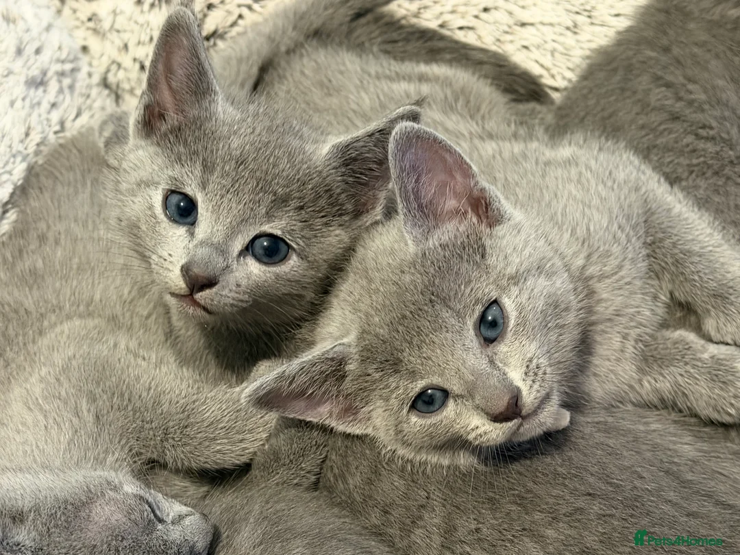 Russian Blue cats for sale: Russian blue TICA registered kittens  - Advert 3