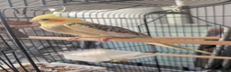Cockatiels birds for sale: Male cockatiel  in Nottingham - Advert 2
