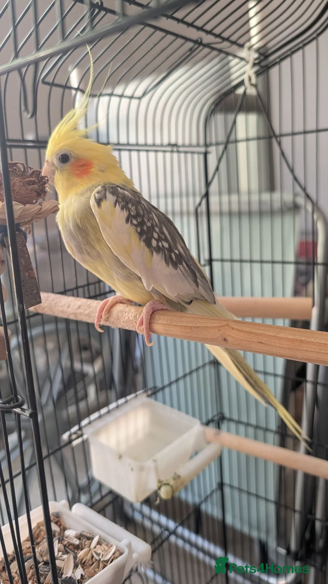 Cockatiels birds for sale: Male cockatiel  in Nottingham - Advert 2