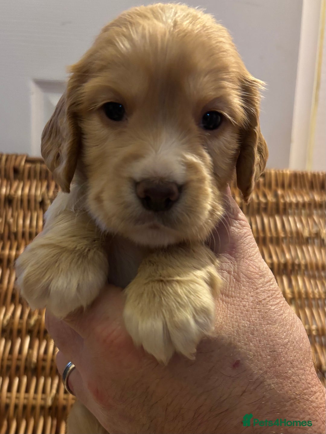 Cocker Spaniel dogs for sale: Working Cocker Spaniel Puppies - Advert 5