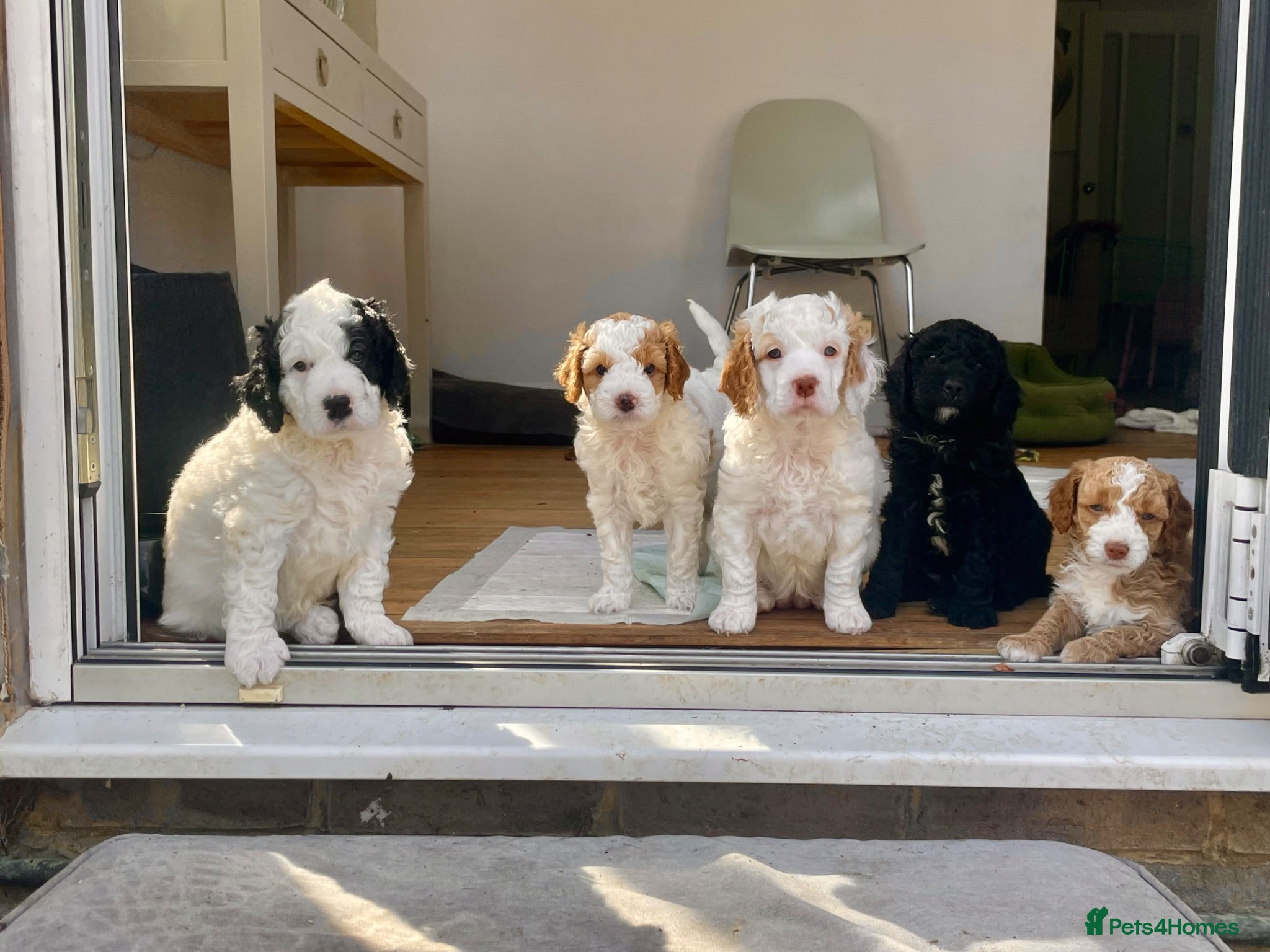 Cockapoo dogs Absolutely Stunning & Unique Cockapoo Pups! - Advert 15