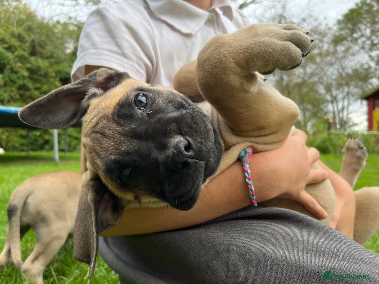 Boerboel dogs 2 gorgeous Boerboel girls ready now!! - Advert 2