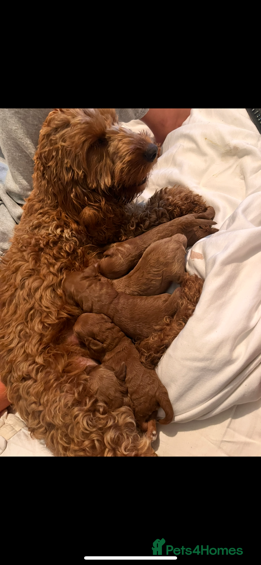 Cockapoo dogs for sale: CockapooS red toy  size show type  - Image 5