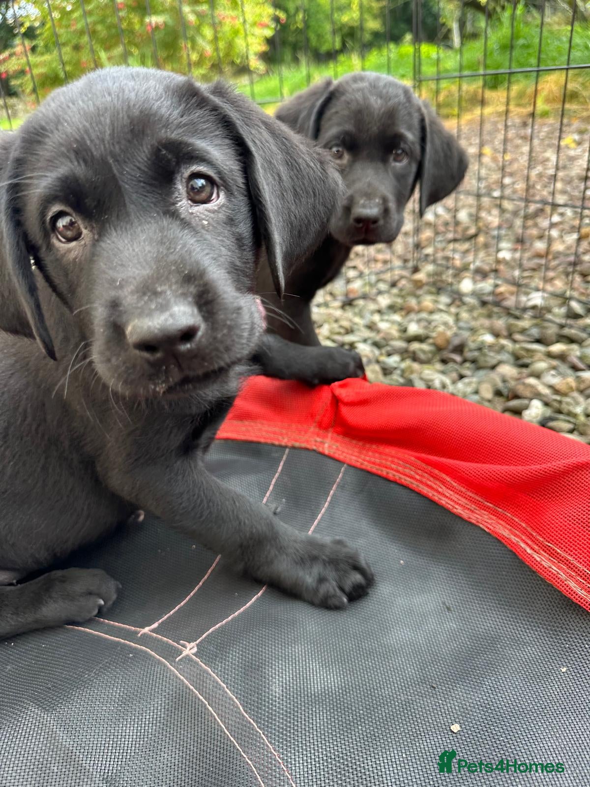 Labrador Retriever dogs Curious and playful Black Labrador Puppies - Advert 2