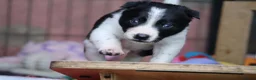 Border Collie dogs for sale: Fully Health Tested Border Collie Puppy For Sale in Coleford - Advert 7