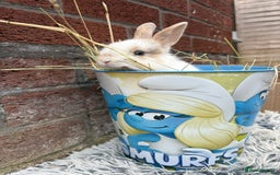Lionhead rabbits for sale: lionhead  - Image 6
