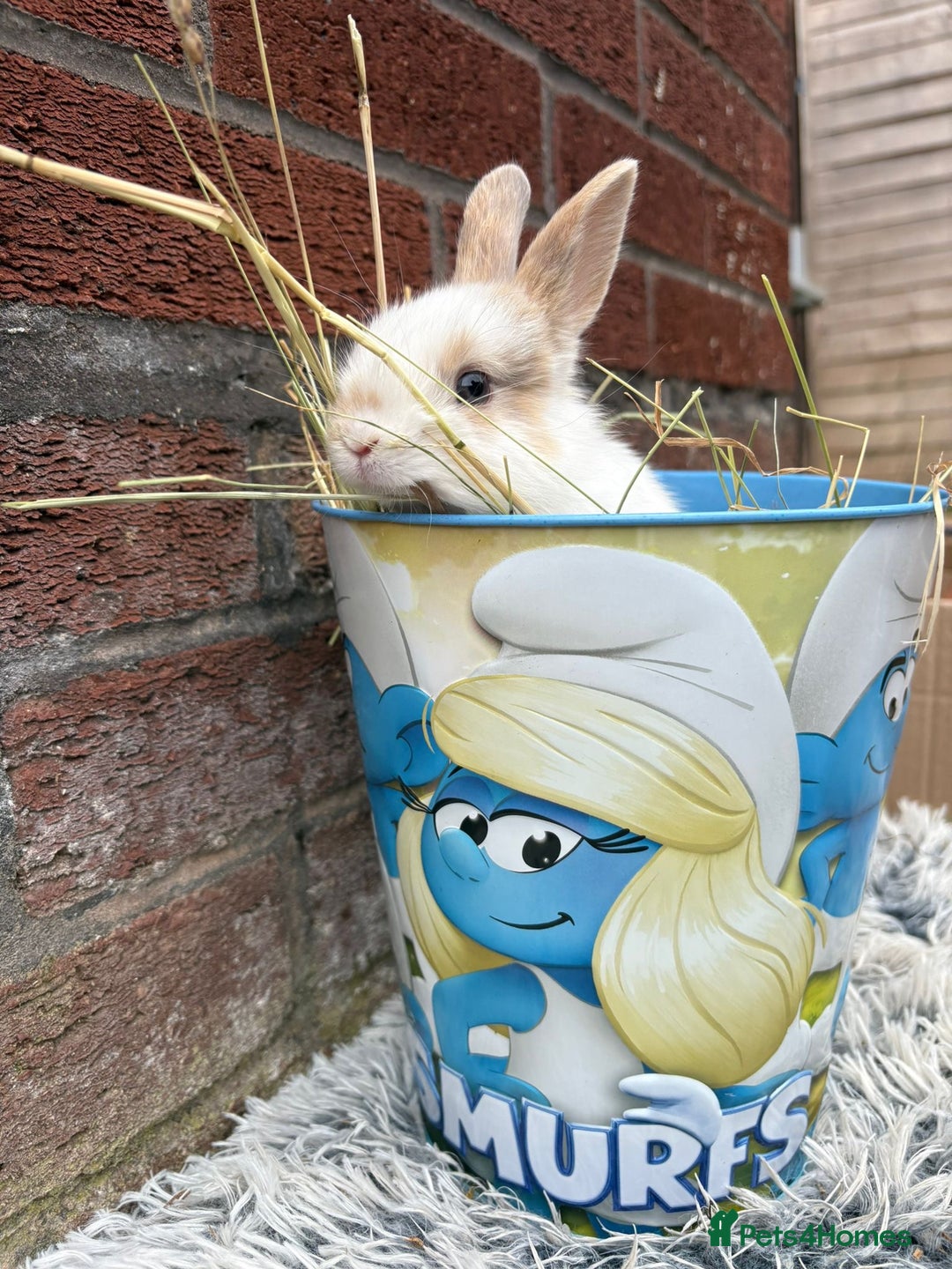 Lionhead rabbits for sale: lionhead  - Image 6