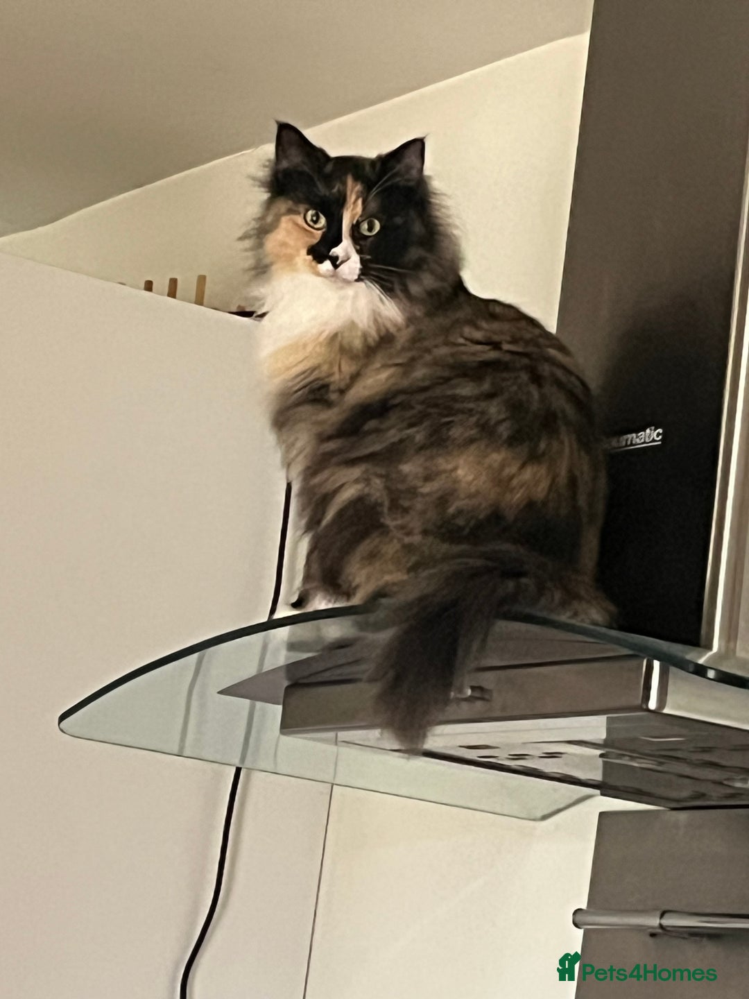 Maine Coon cats for sale: Molly - Image 6