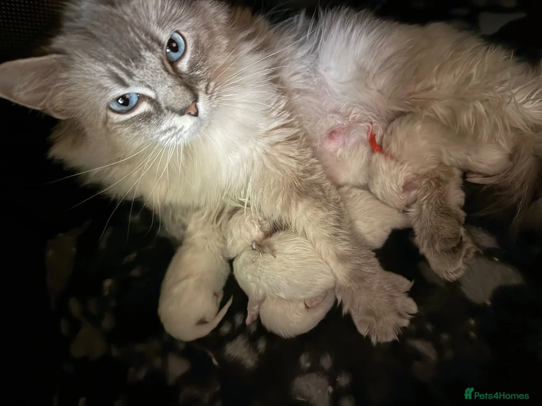 Ragdoll cats for sale: GCCF Ragdoll potential show and stud - Advert 2