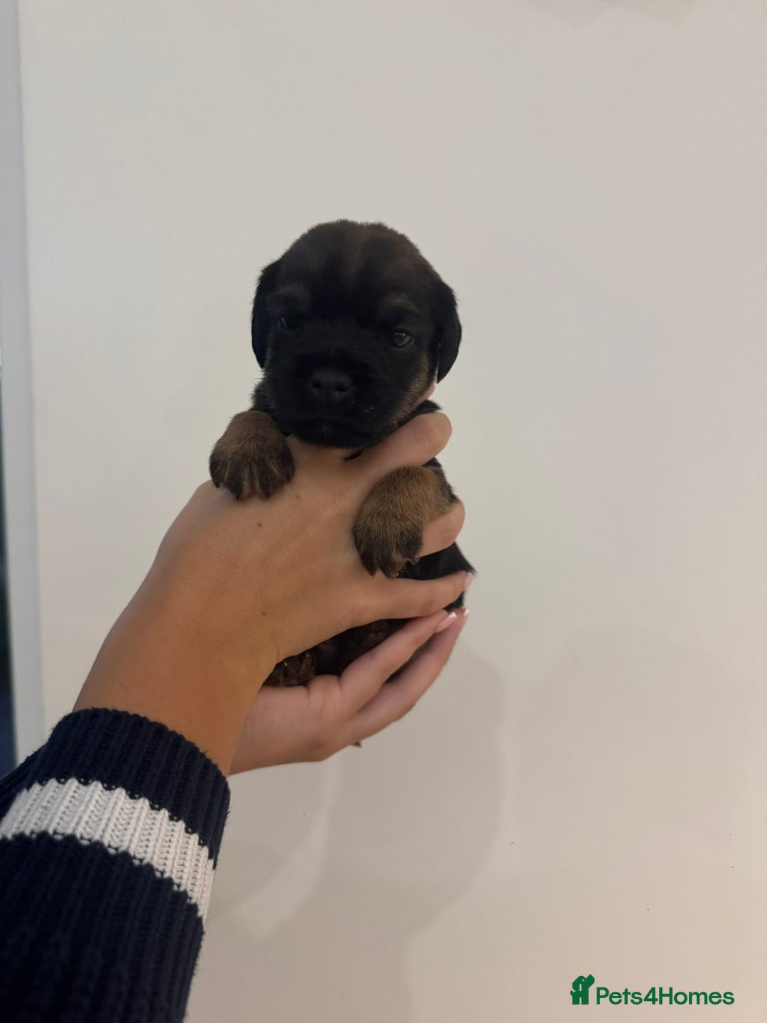 Border Terrier dogs for sale: BORDER TERRIER PUPS - Advert 4