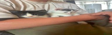 Mixed Breed 1