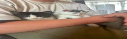 Mixed Breed cats for sale: Looking for there forever homes  in Rushden - Advert 4
