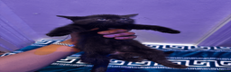 Domestic Shorthair cats for sale: Beautiful Black Kittens - Playful, Healthy & Ready in London - Advert 3
