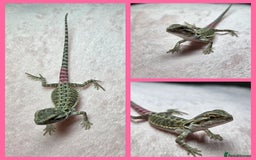 Bearded Dragon reptiles for sale: 6 Baby Bearded Dragons - Advert 4