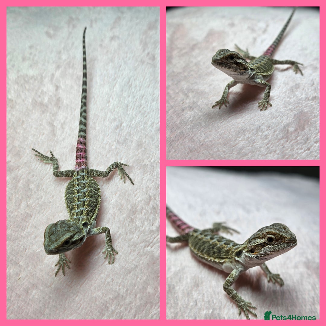 Bearded Dragon reptiles for sale: 6 Baby Bearded Dragons - Advert 4