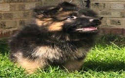 German Shepherd dogs for sale:  kc health tested long haired German shepherd pups - Image 23