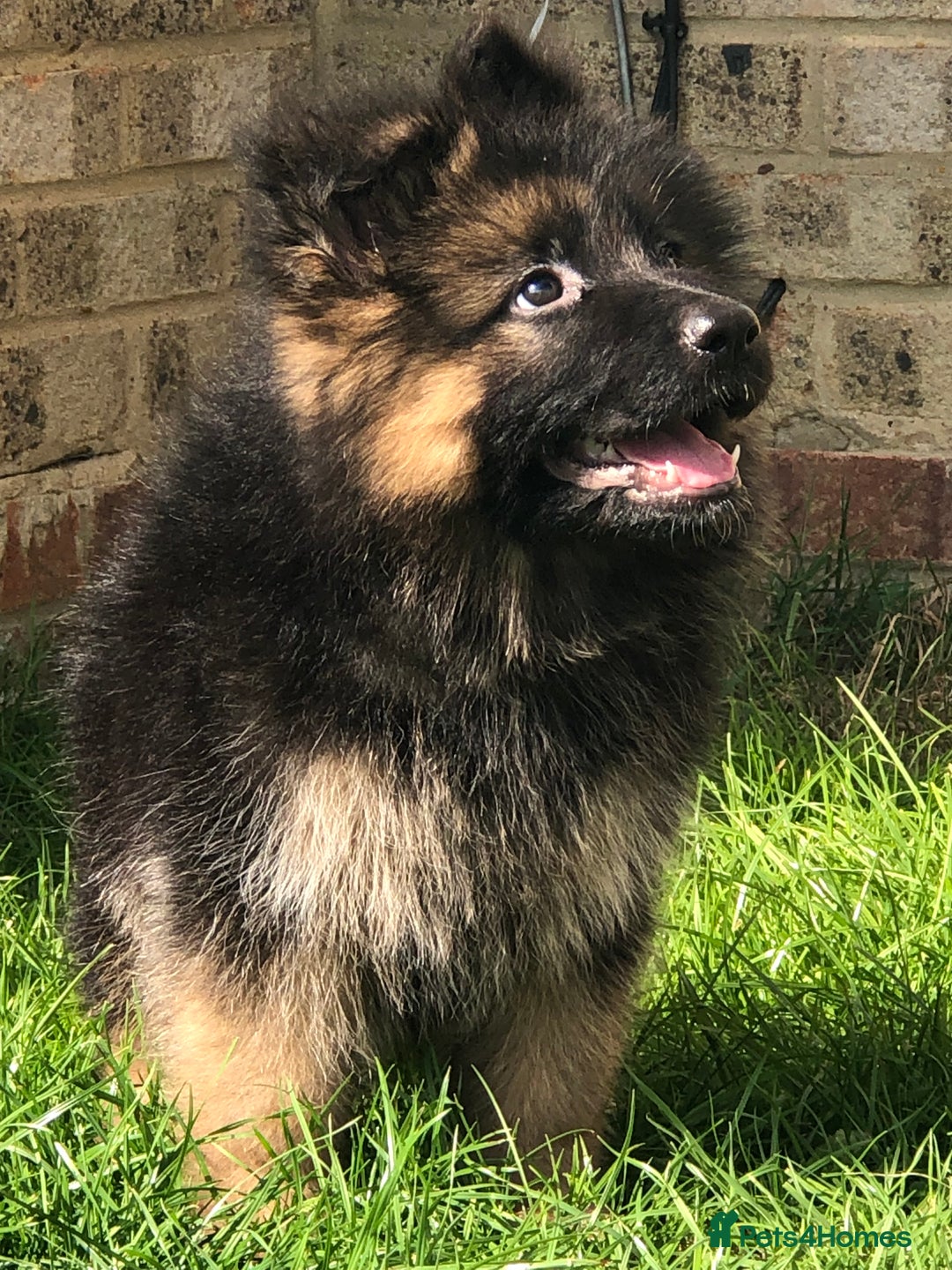 German Shepherd dogs for sale:  kc health tested long haired German shepherd pups - Image 23