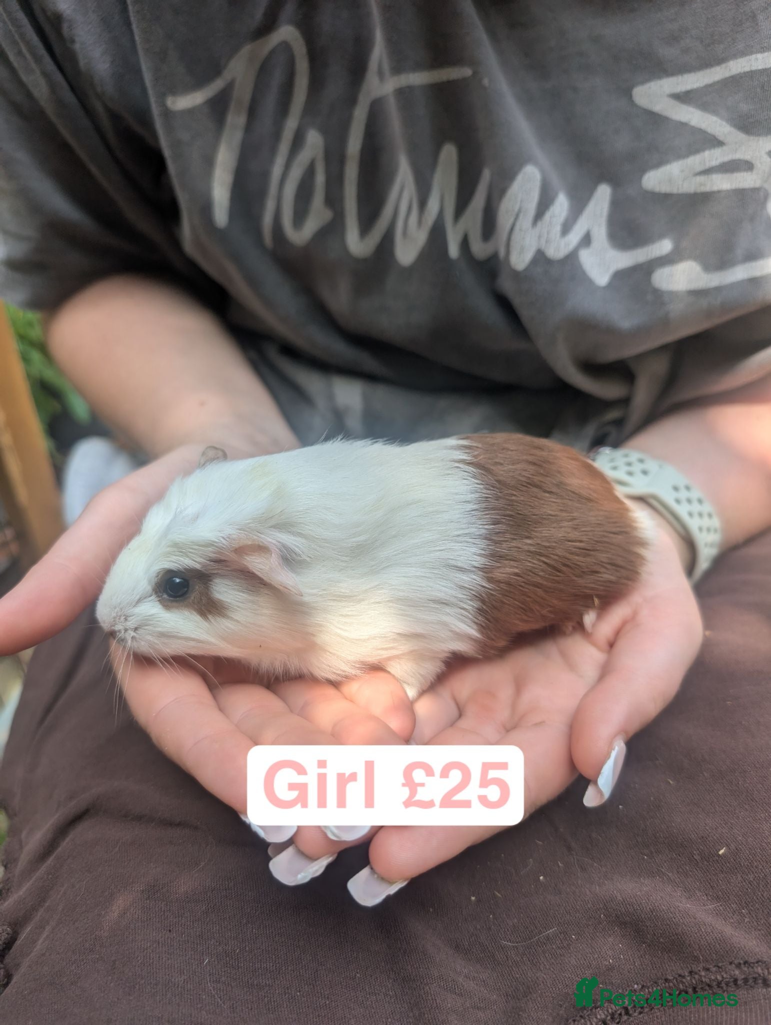 Guinea Pig rodents Guinea pigs girls and boys  - Advert 3