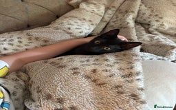 Mixed Breed cats for sale: **** Beautiful pure black kittens **** - Image 14