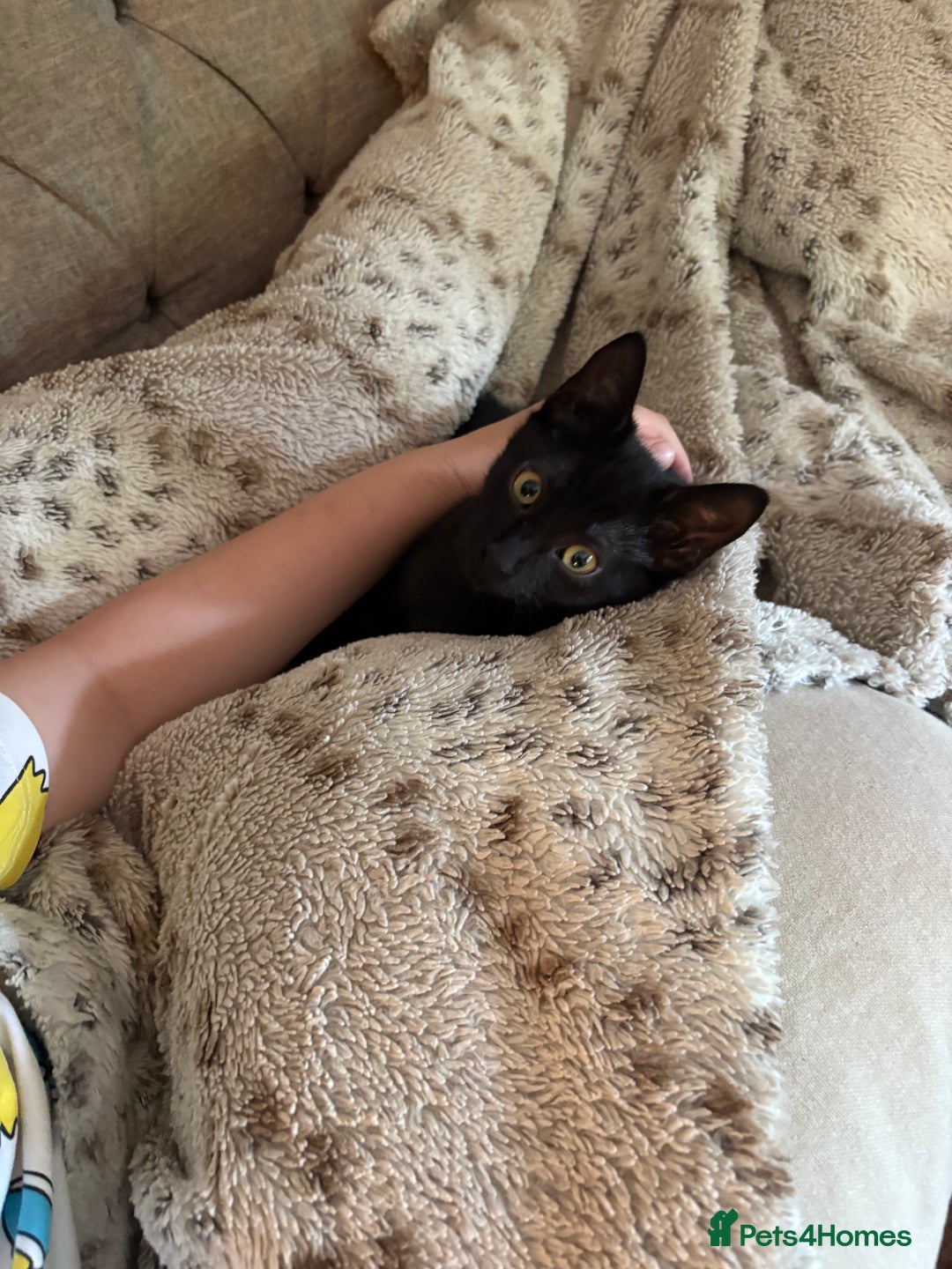 Mixed Breed cats for sale: **** Beautiful pure black kittens **** - Image 14