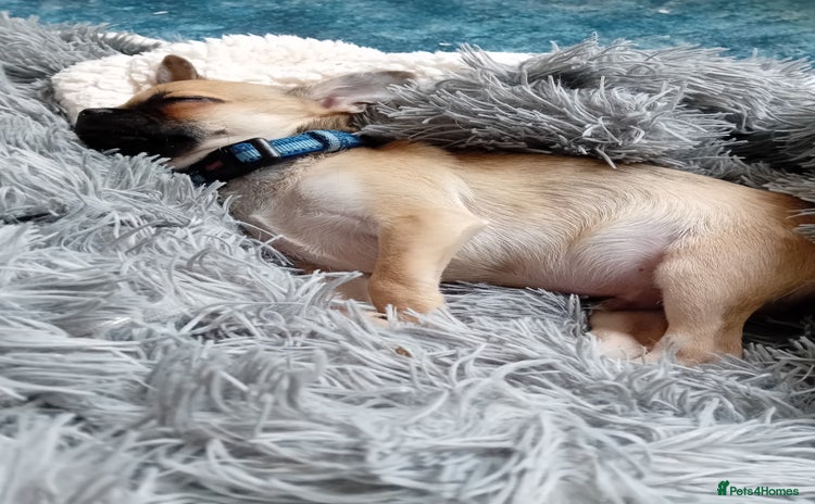 Mixed Breed dogs - Advert 16