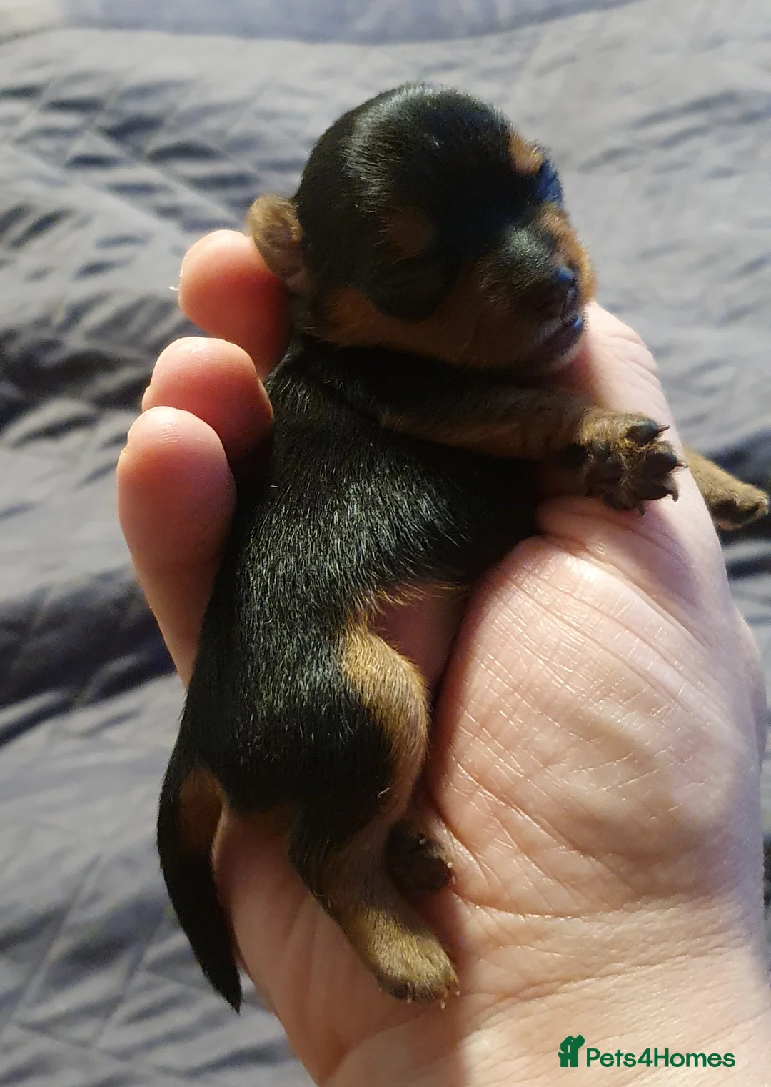 Yorkshire Terrier dogs for sale: Beautiful, pure breed Yorkshire terrier  - Advert 4