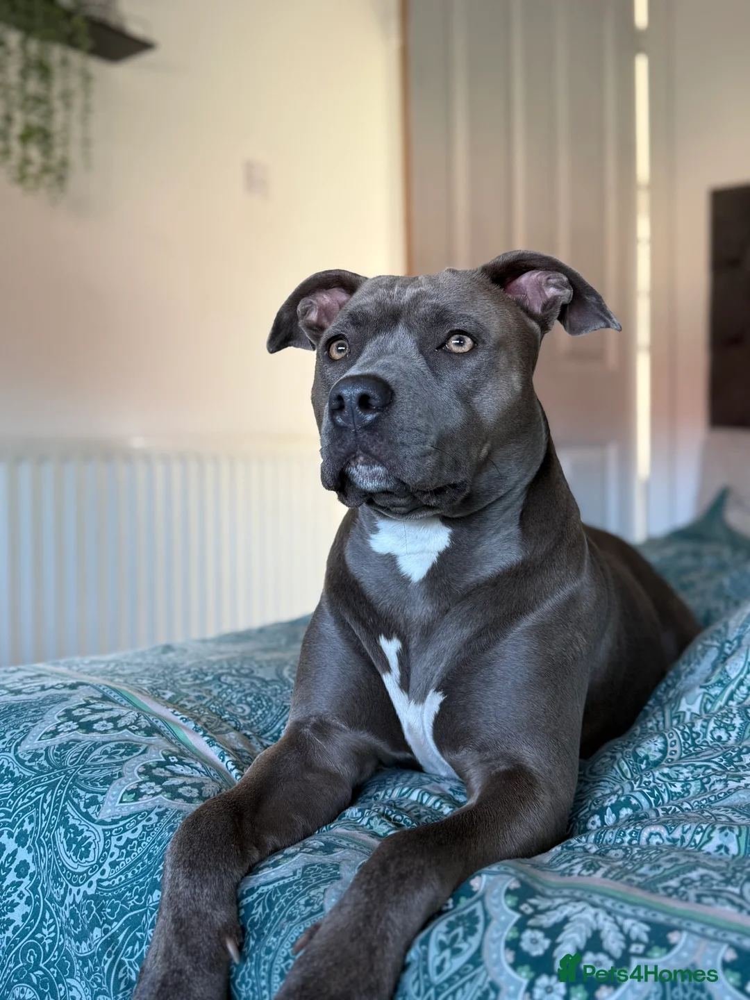 Staffordshire Bull Terrier dogs for sale: Staffordshire bull terrier in Billingham - Advert 2