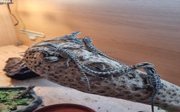 Bearded Dragon reptiles for sale: Bearded dragons with tint of red  TWO FOR £100 - Image 4