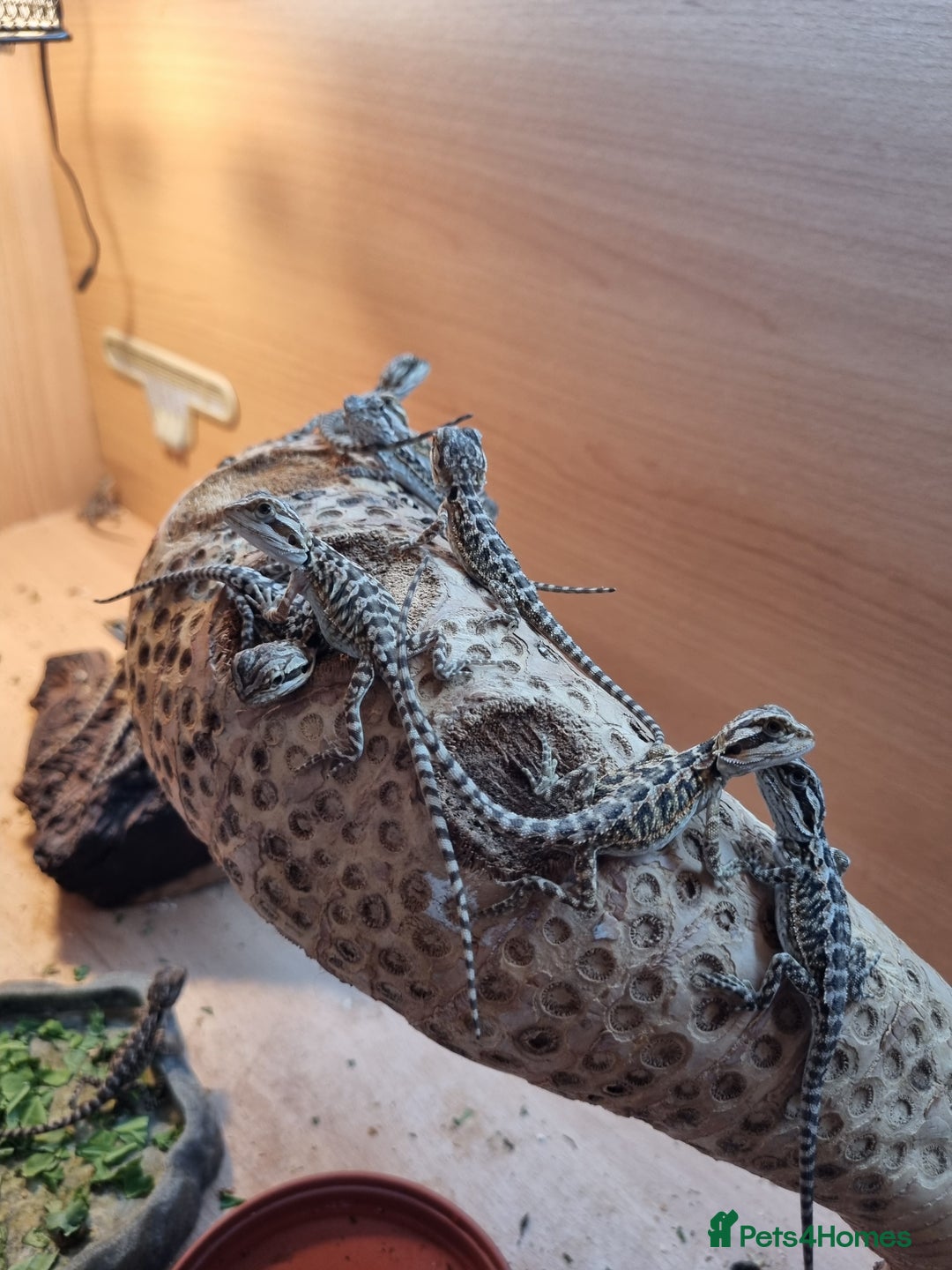 Bearded Dragon reptiles for sale: Bearded dragons with tint of red  TWO FOR £100 - Image 4