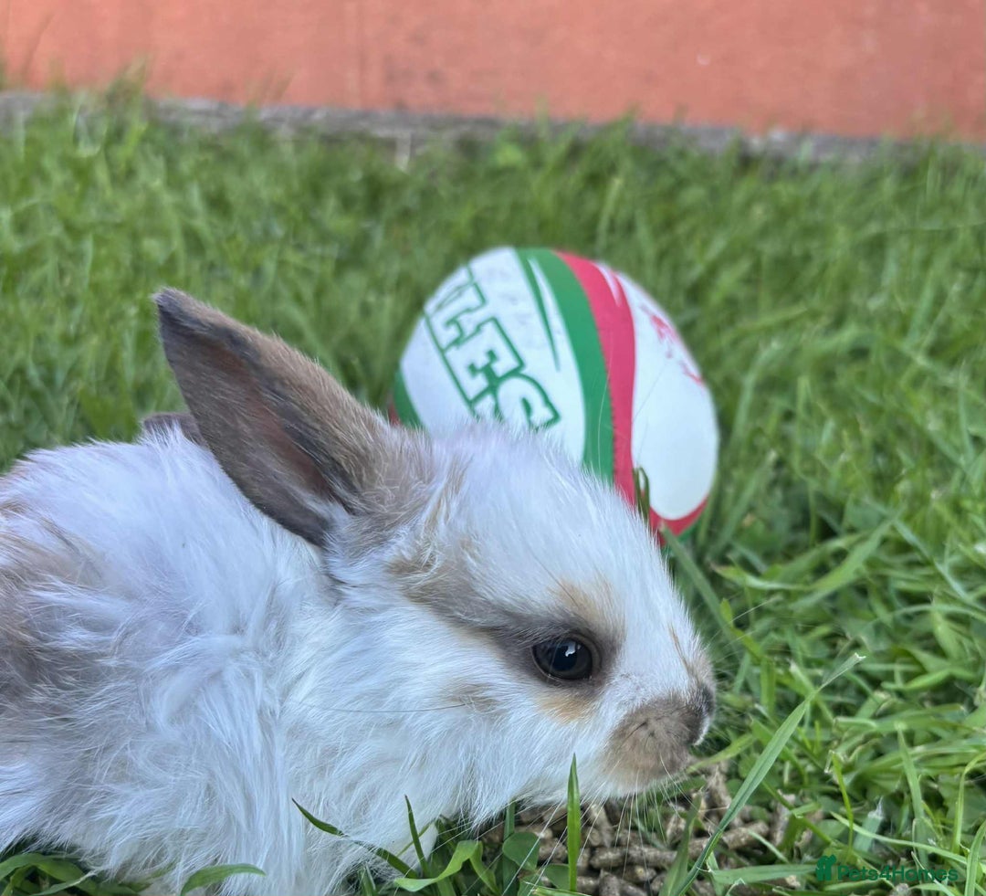 Continental Giant rabbits for sale: Baby Rabbits  - Image 4