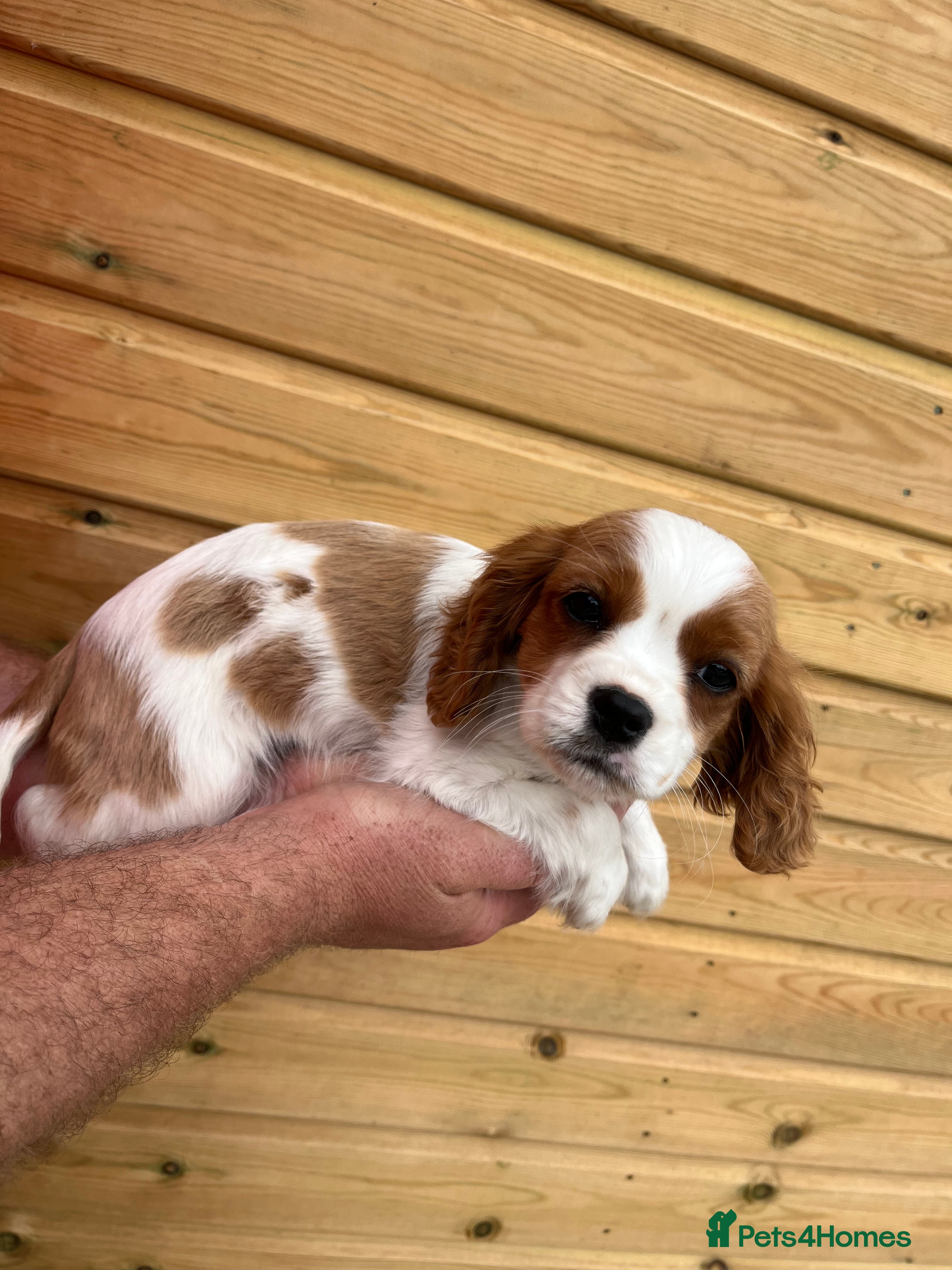 Cavalier King Charles Spaniel dogs Beautiful Cavalier Puppies - Advert 2