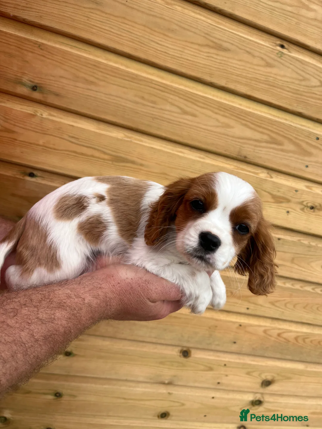 Cavalier King Charles Spaniel dogs for sale: Beautiful Cavalier Puppies in Waltham Cross - Advert 2