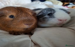Guinea Pig rodents for sale: Bonded male Guinea pigs looking for a home - Image 3
