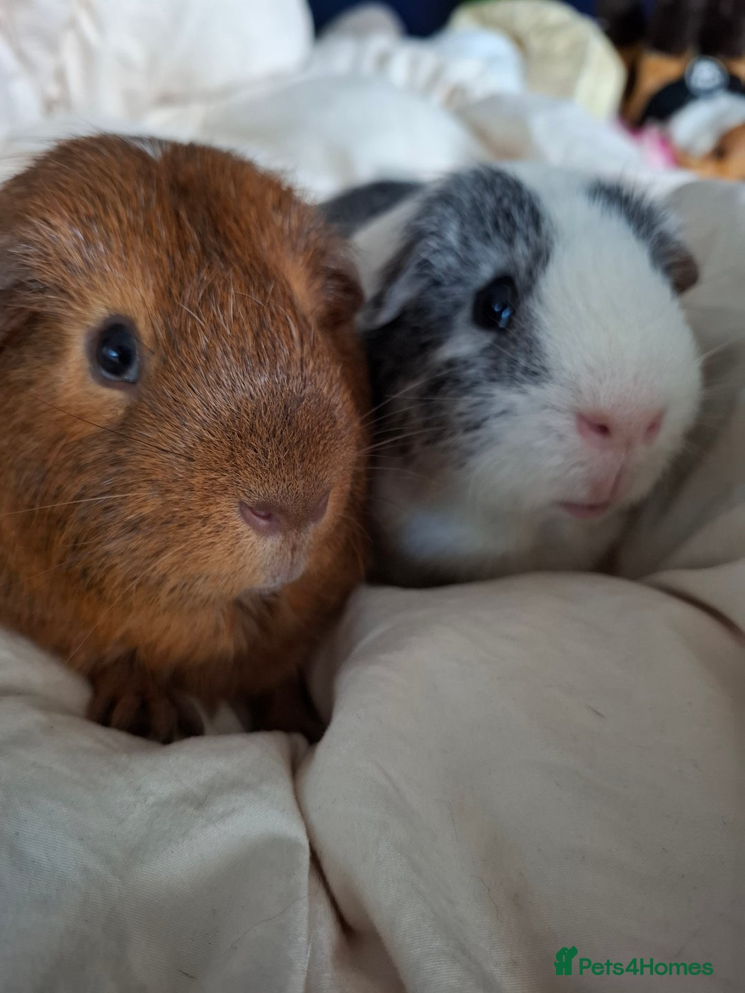 Guinea Pig rodents for sale: Bonded male Guinea pigs looking for a home - Image 3