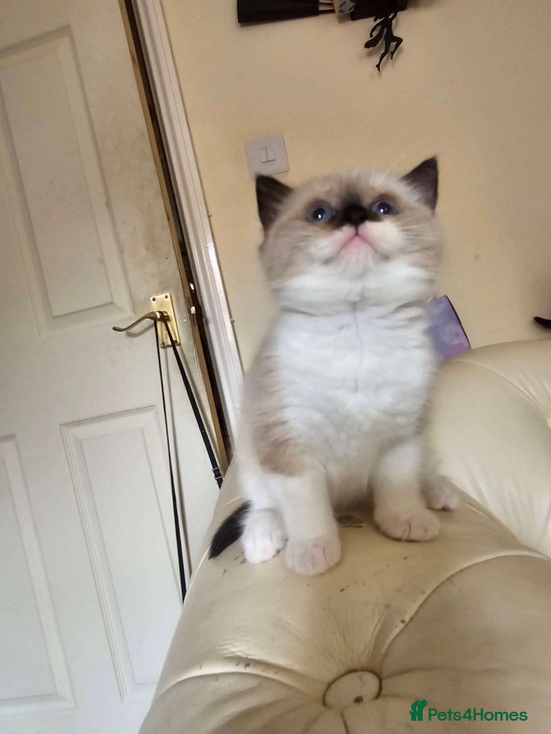 Ragdoll cats for sale: Three Ragdoll kittens - Image 4