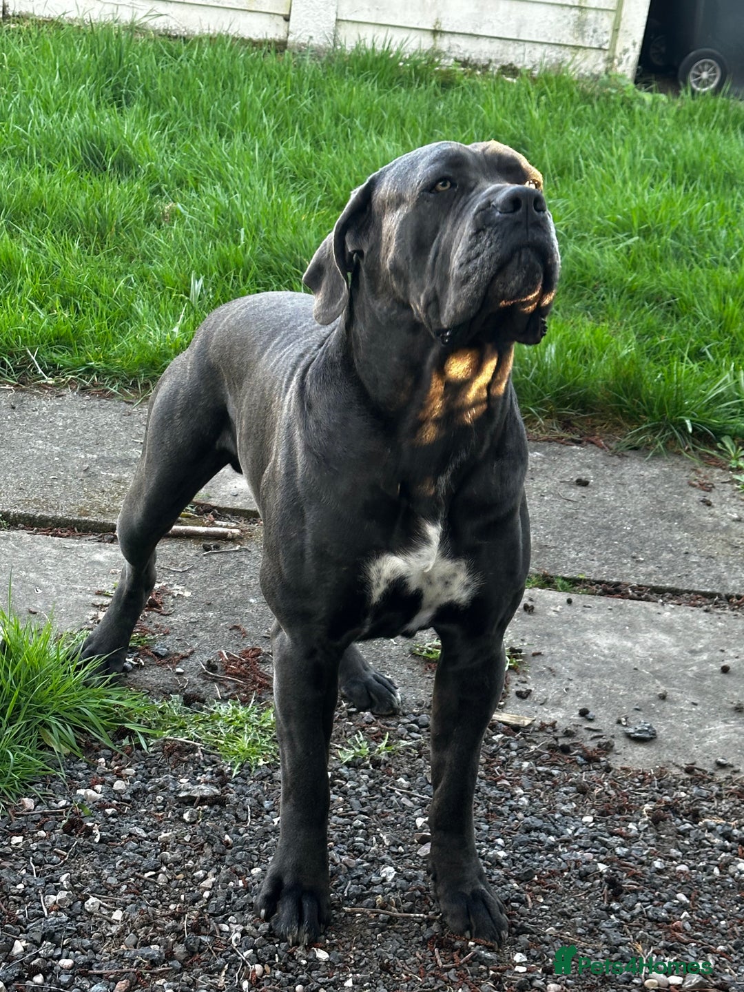Cane Corso dogs for stud: Cane corso looking for a lover  - Image 4