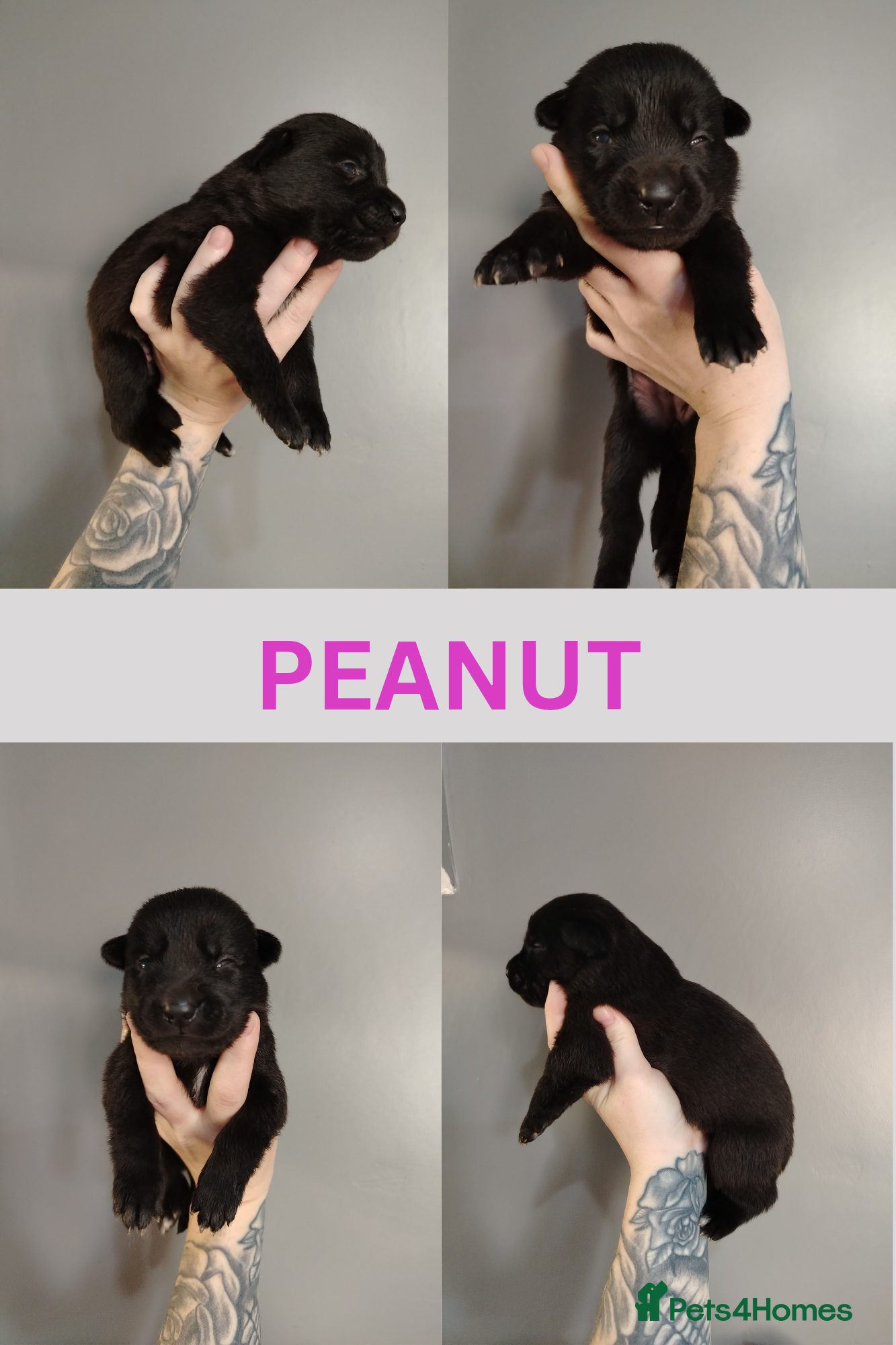 Mixed Breed dogs German Shepherd cross puppies.  - Advert 2