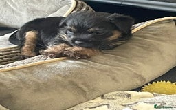 Border Terrier dogs for sale: Border Terrier puppies  - Image 4