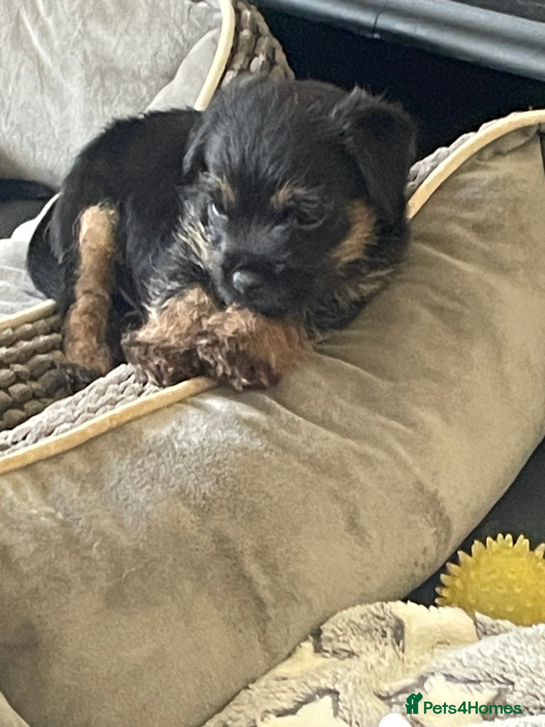 Border Terrier dogs for sale: Border Terrier puppies  - Image 4