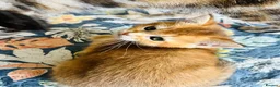Scottish Fold cats for sale: BEAUTIFUL KITTENS LOOKING FOR THEIR FOREVER HOMES! - Advert 32